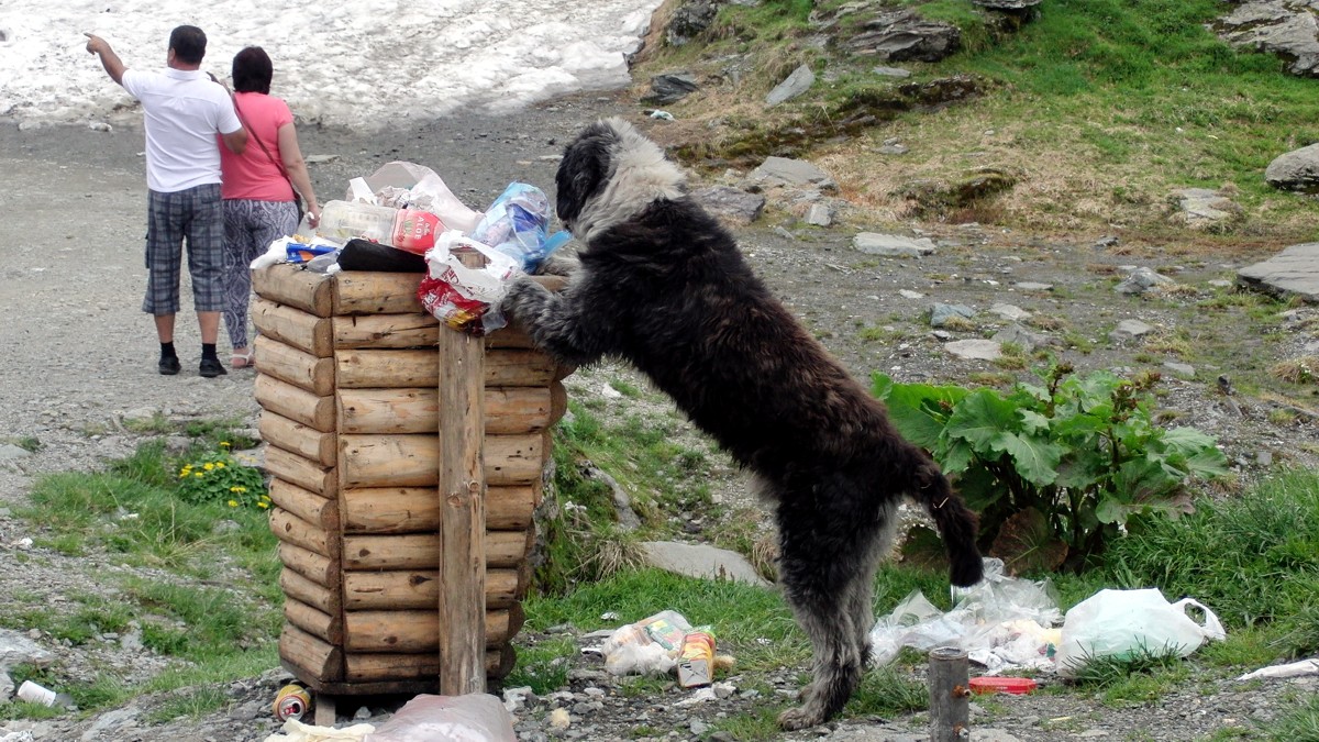 Straßenhund bei der Arbeit